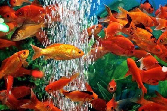 توصیه های دامپزشکی درباره خرید ماهی قرمز