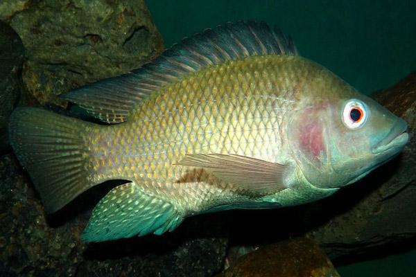 ماهی تیلاپیا چیست؟