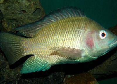 ماهی تیلاپیا چیست؟